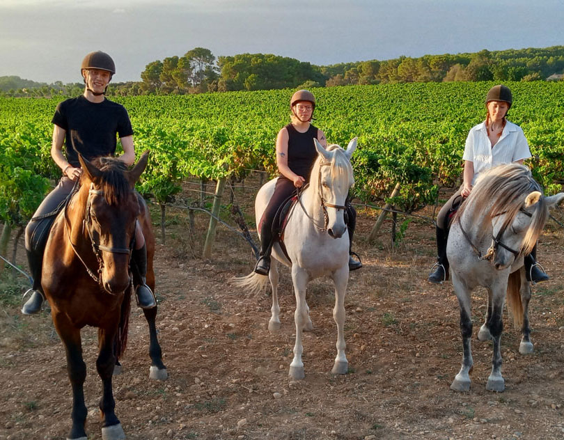 vinedo1 Excursión a caballo con pinic incluido en Mallorca