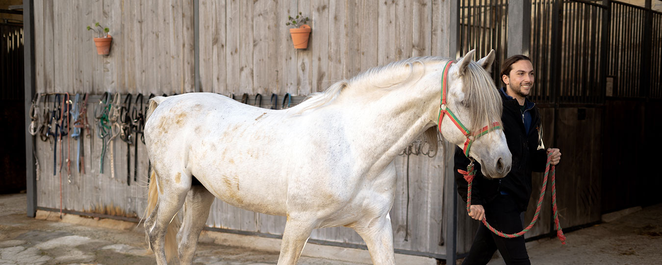 Instalaciones Mallorca Horses